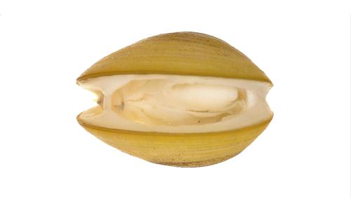 Fingernail Clam